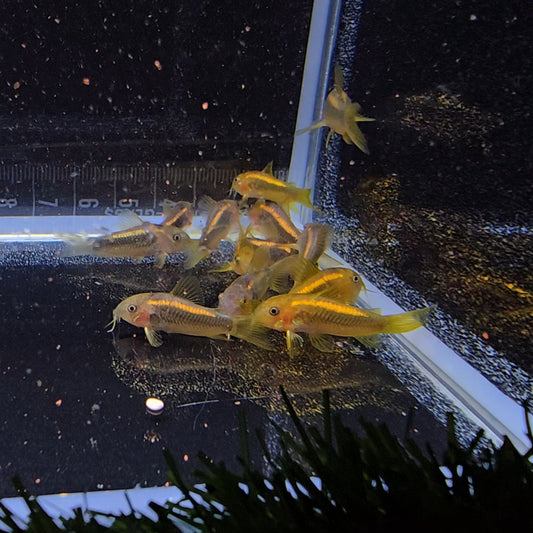 Corydoras Neon gold stripe CW10 | peces