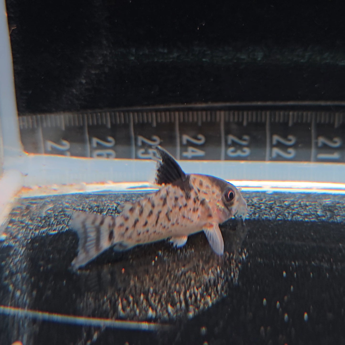 Corydoras leucomelas talla md-lg