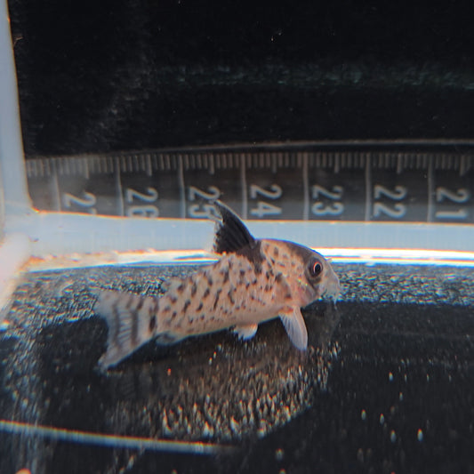 Corydoras leucomelas talla md-lg