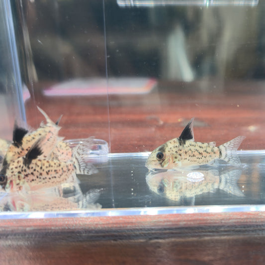 Pack 5 corydoras leucomelas | Oferta con envío incluido