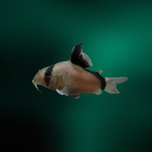Corydoras Metae md-lg