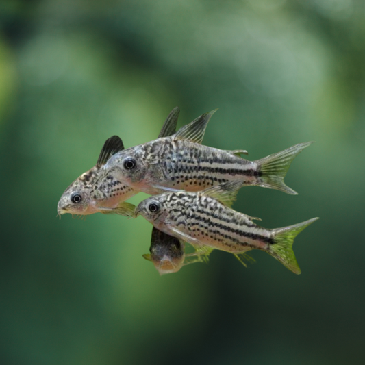 Corydoras Nanus 2,5-3cm