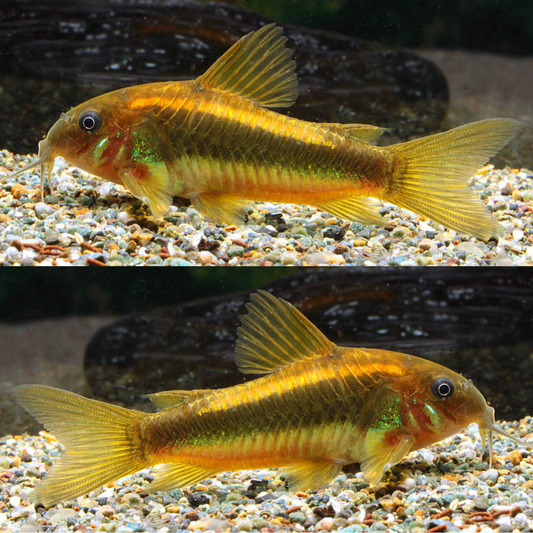 Corydoras Neon gold stripe Wild CW10 | peces