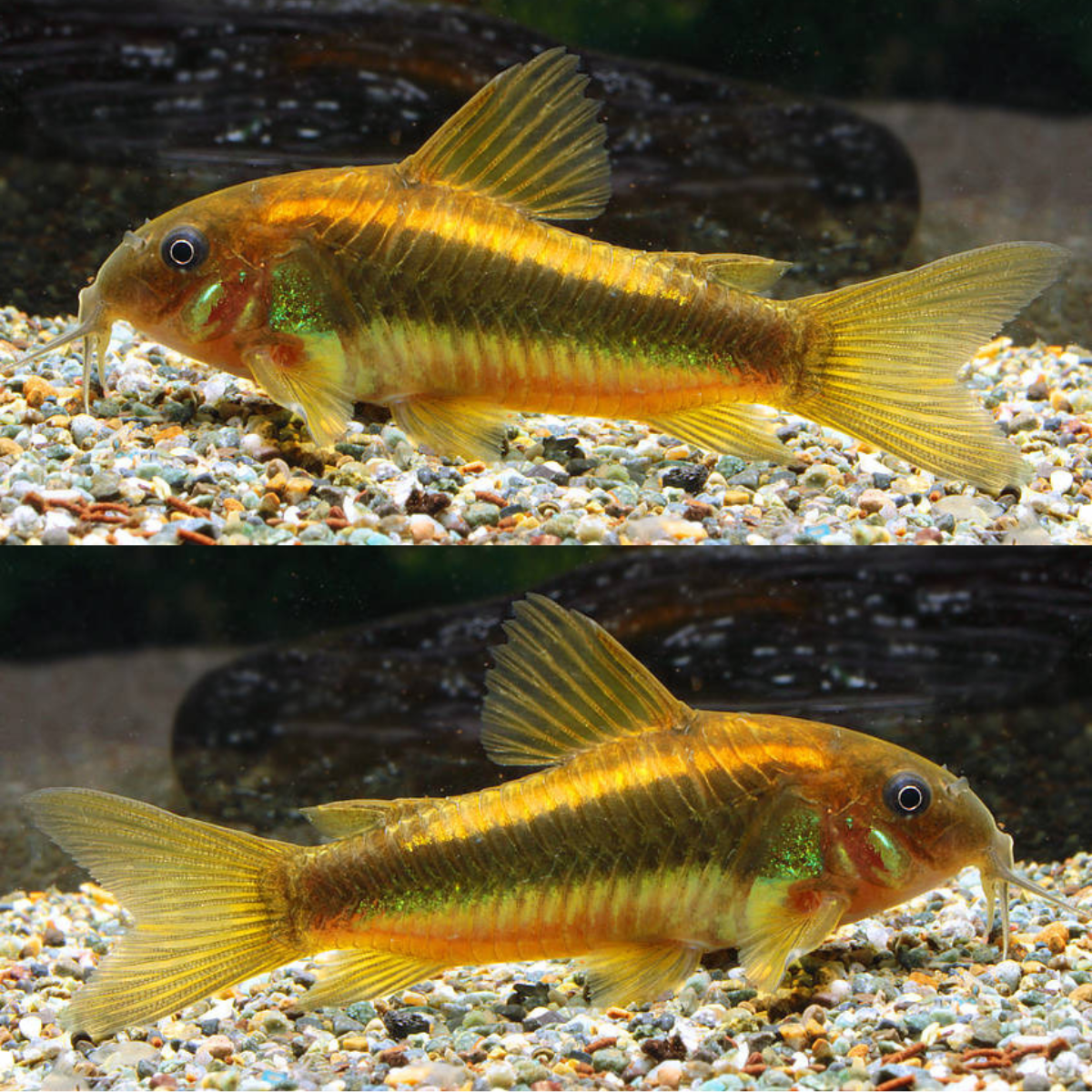 Corydoras Neon gold stripe Wild CW10 | peces