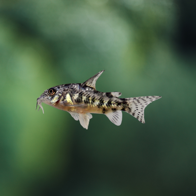 Corydoras paleatus | peces agua dulce