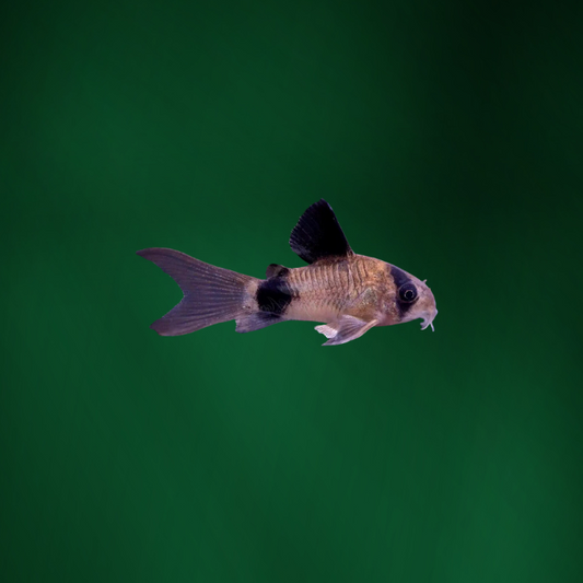 Corydoras Panda Long Fin