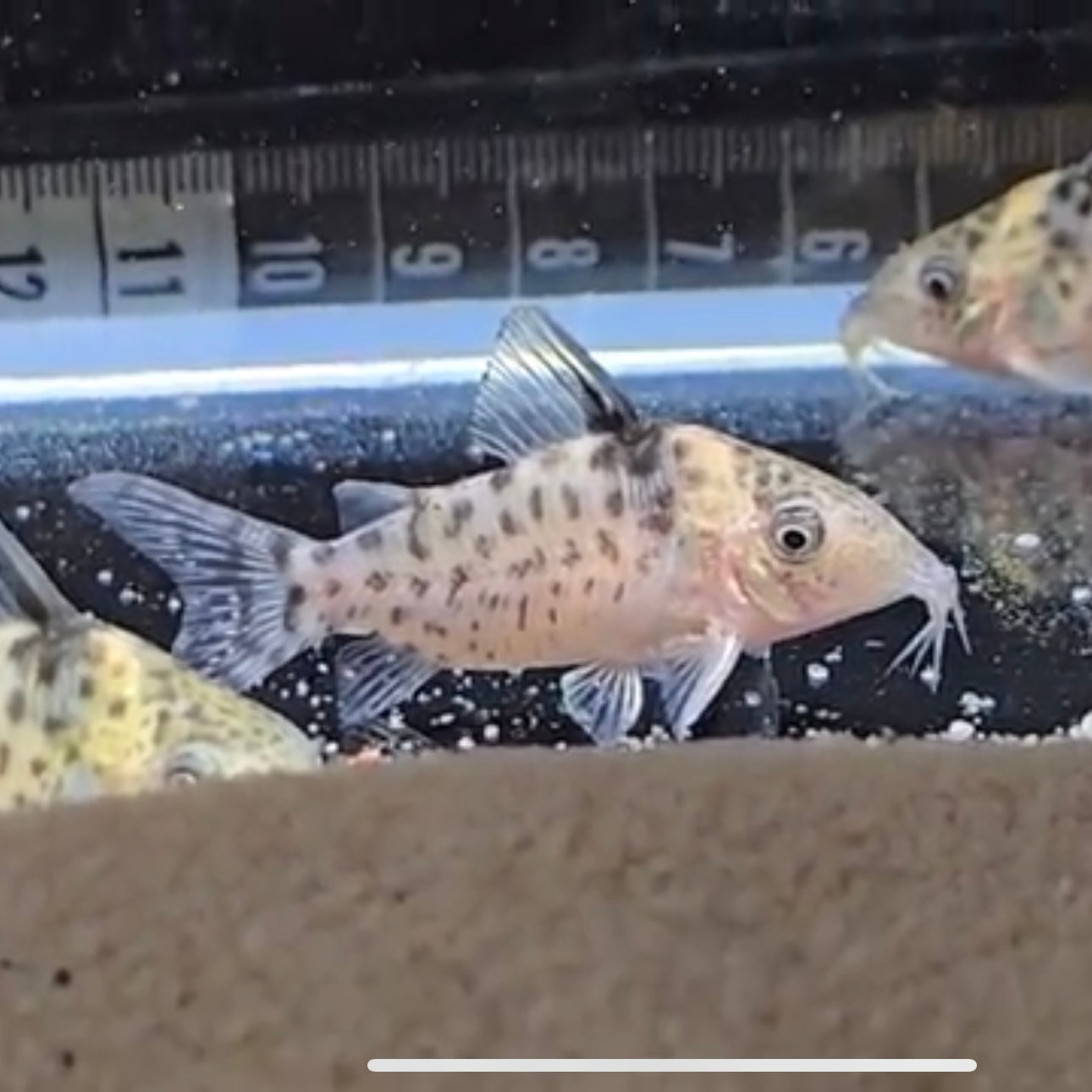 Corydoras sp punctatus Nanay lg