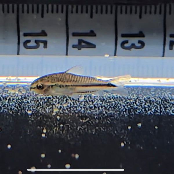 Corydoras Pygmea – FiremouthAquaristic