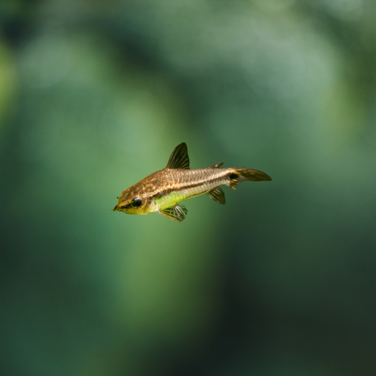 Pygmy Corydoras | freshwater fish 