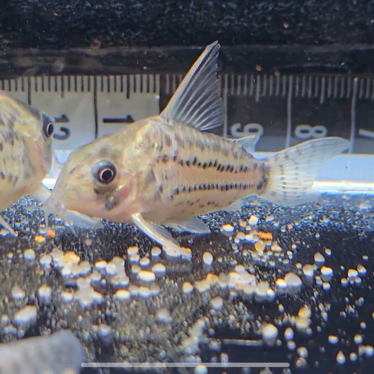 Corydoras Schwartzi lg