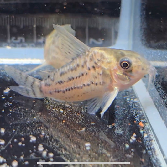 Corydoras Schwartzi XL