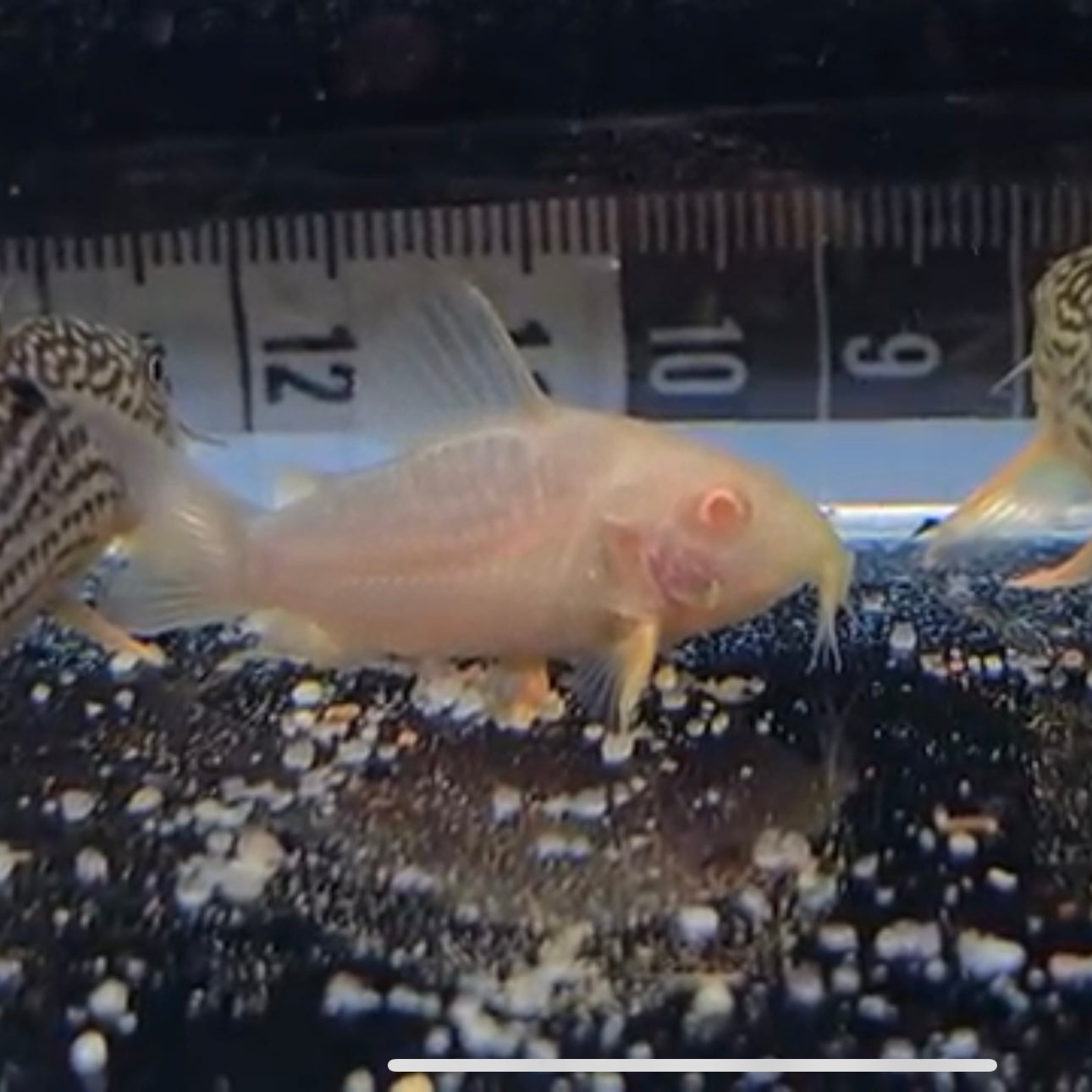 Corydoras sterbai albino bred md-lg