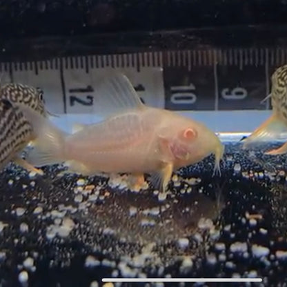 Corydoras sterbai albino bred md-lg
