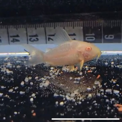 Corydoras sterbai albino bred md-lg
