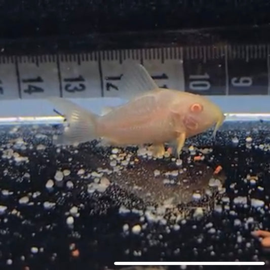Corydoras sterbai albino bred md-lg