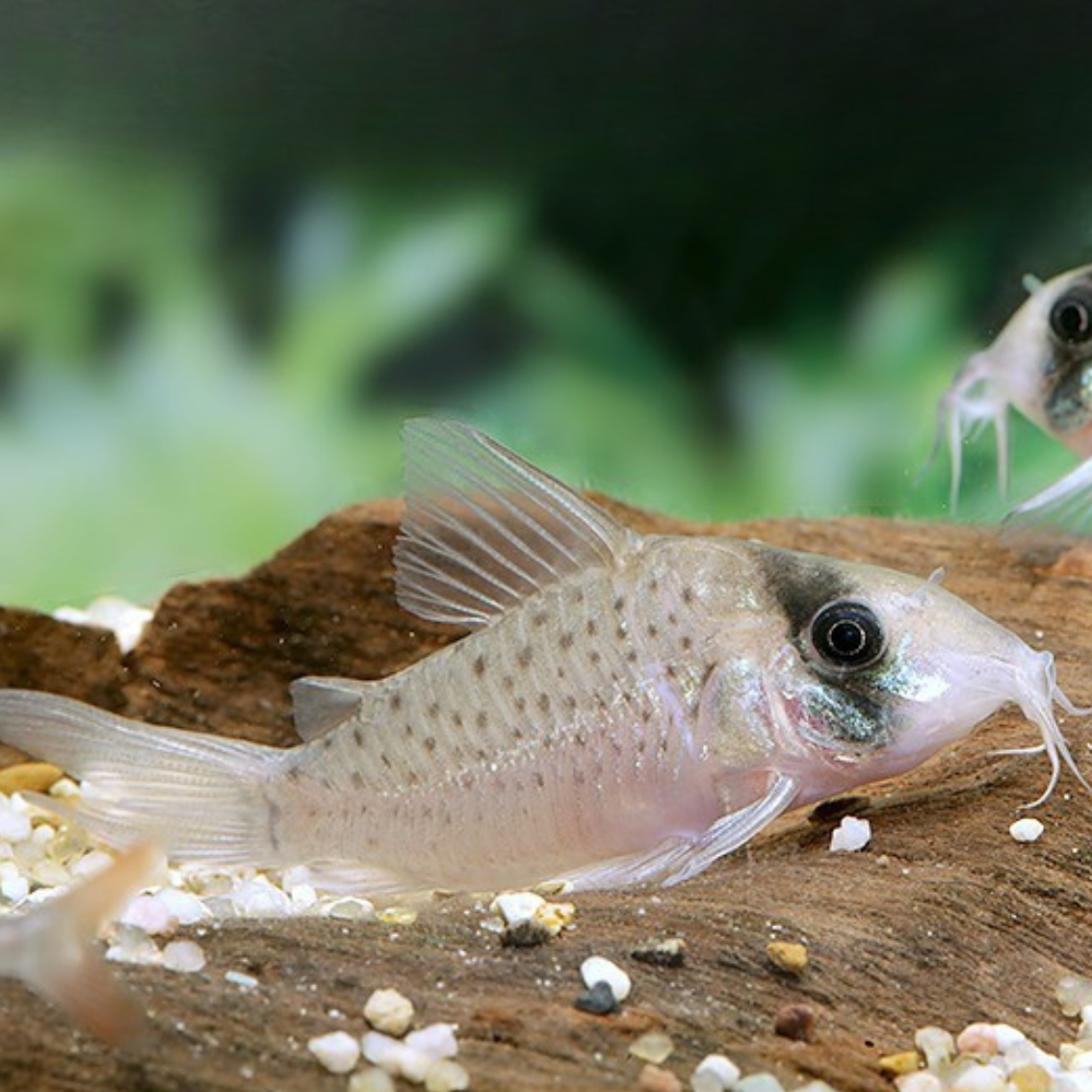 Corydoras Sychri talla xlg