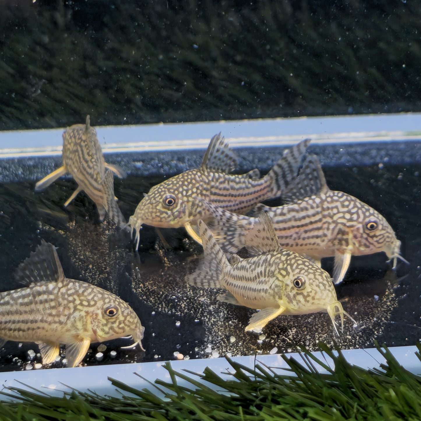 Corydoras Sterbai