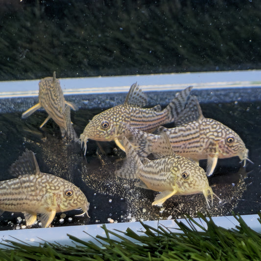 Corydoras Sterbai