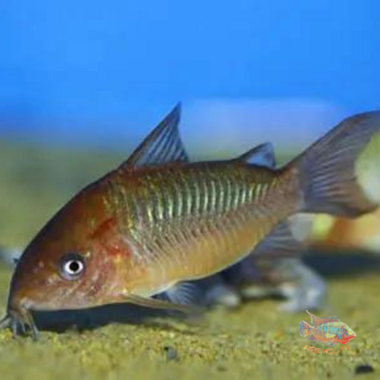 Corydoras Pantanalensis C5 | peces agua dulce