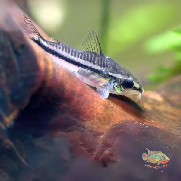Pygmy Corydoras | freshwater fish 