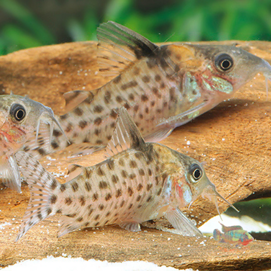 Corydoras sp punctatus Nanay | peces agua dulce