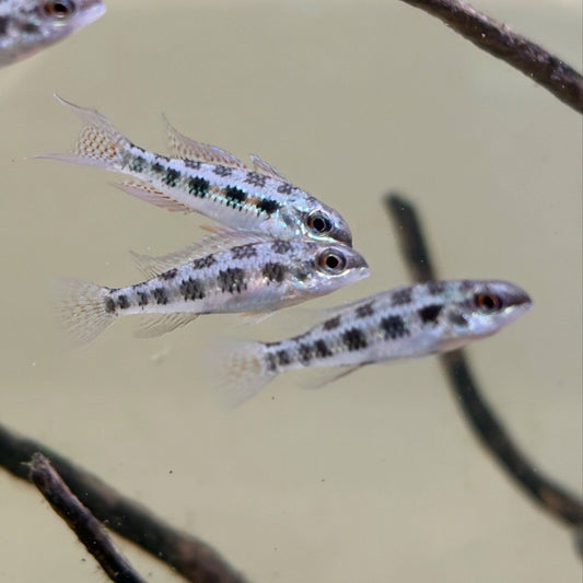 Crenicara filamentosa Dicrossus filamentosus SM