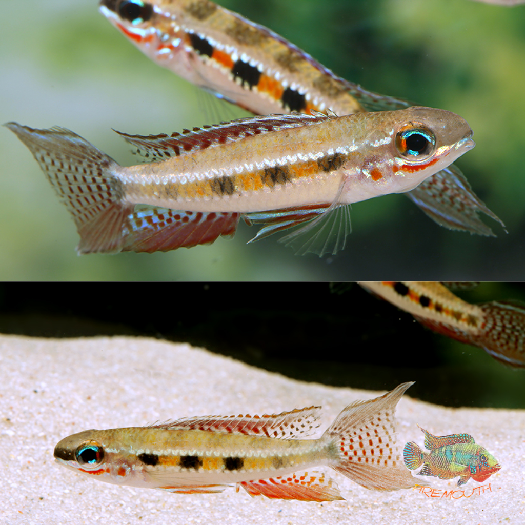 Crenicara filamentosa Dicrossus filamentosus | freshwater fish 