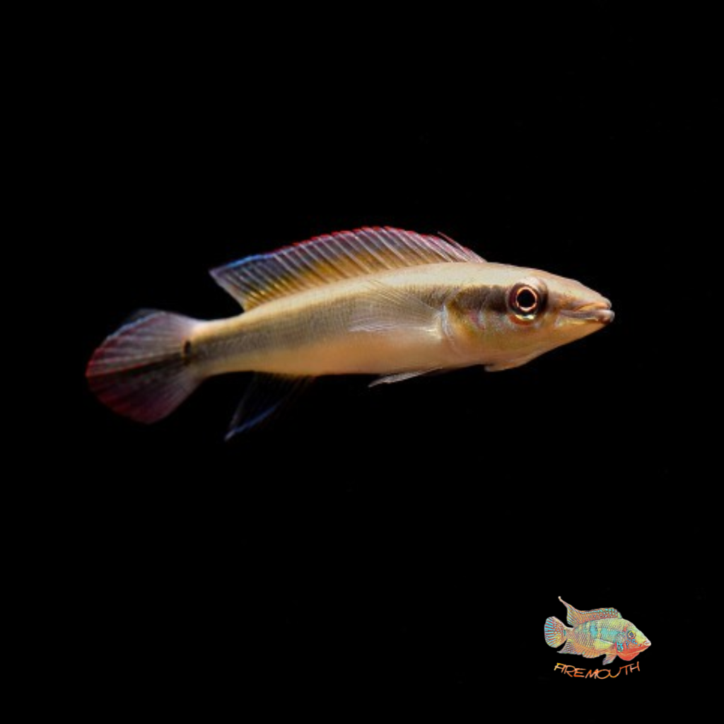 Crenicichla Notophthalmus | peces agua dulce