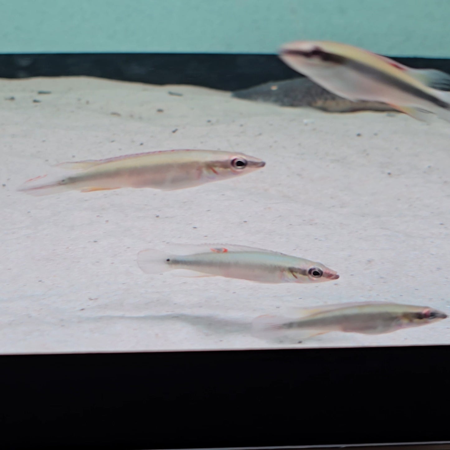 Crenicichla sp Orinoco (notophtalmus) talla 5cm