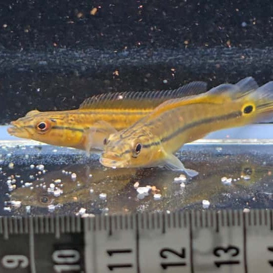 Crenicichla RIO XINGU I/ORANGE 6-8cm