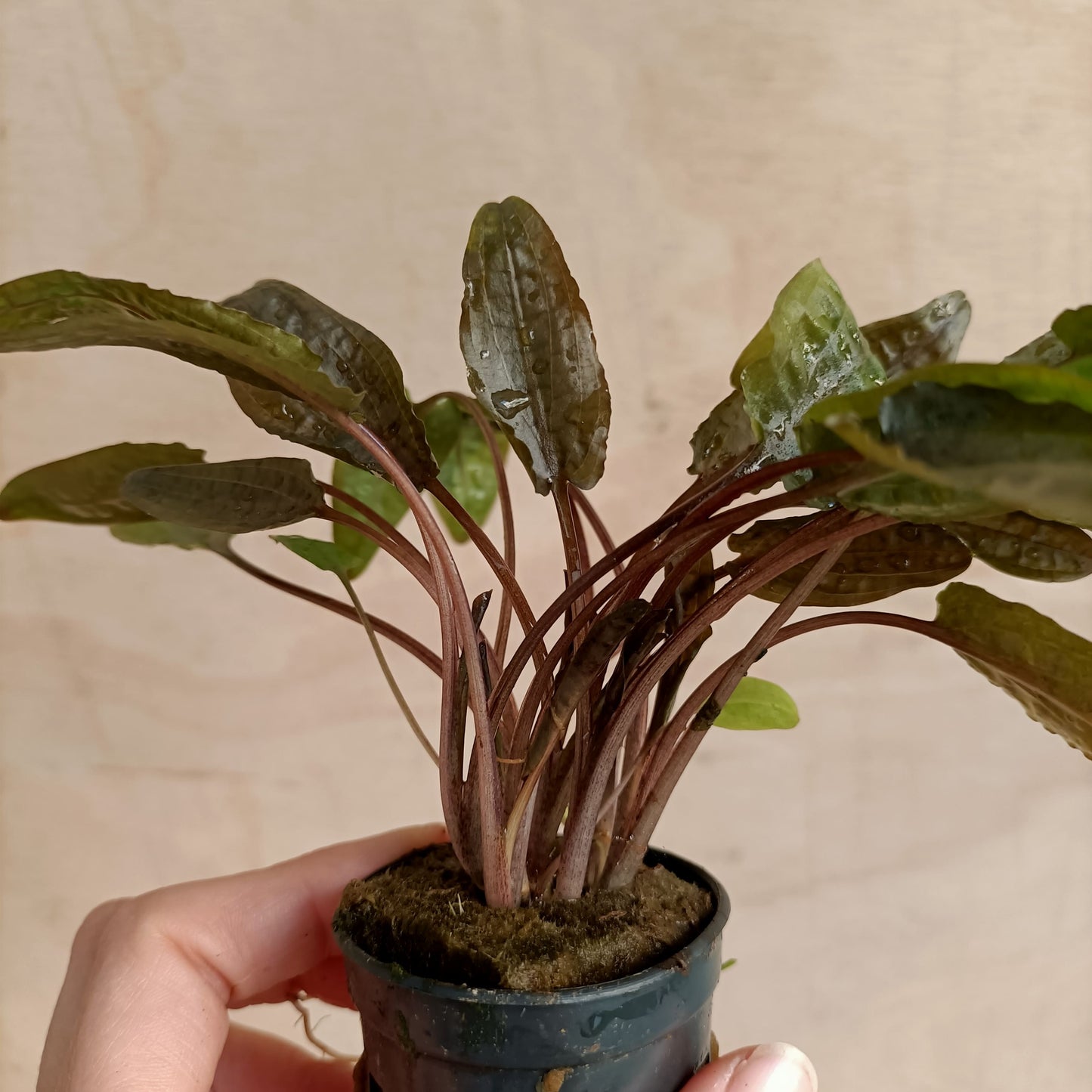 Cryptocoryne walkeri | planta para acuario