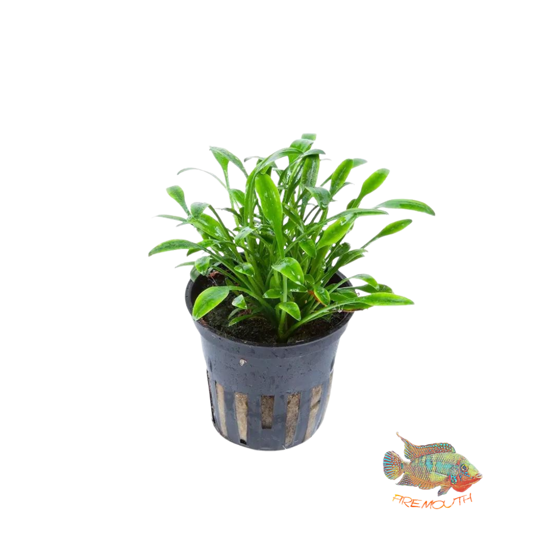 Cryptocoryne pigmea | planta para acuario