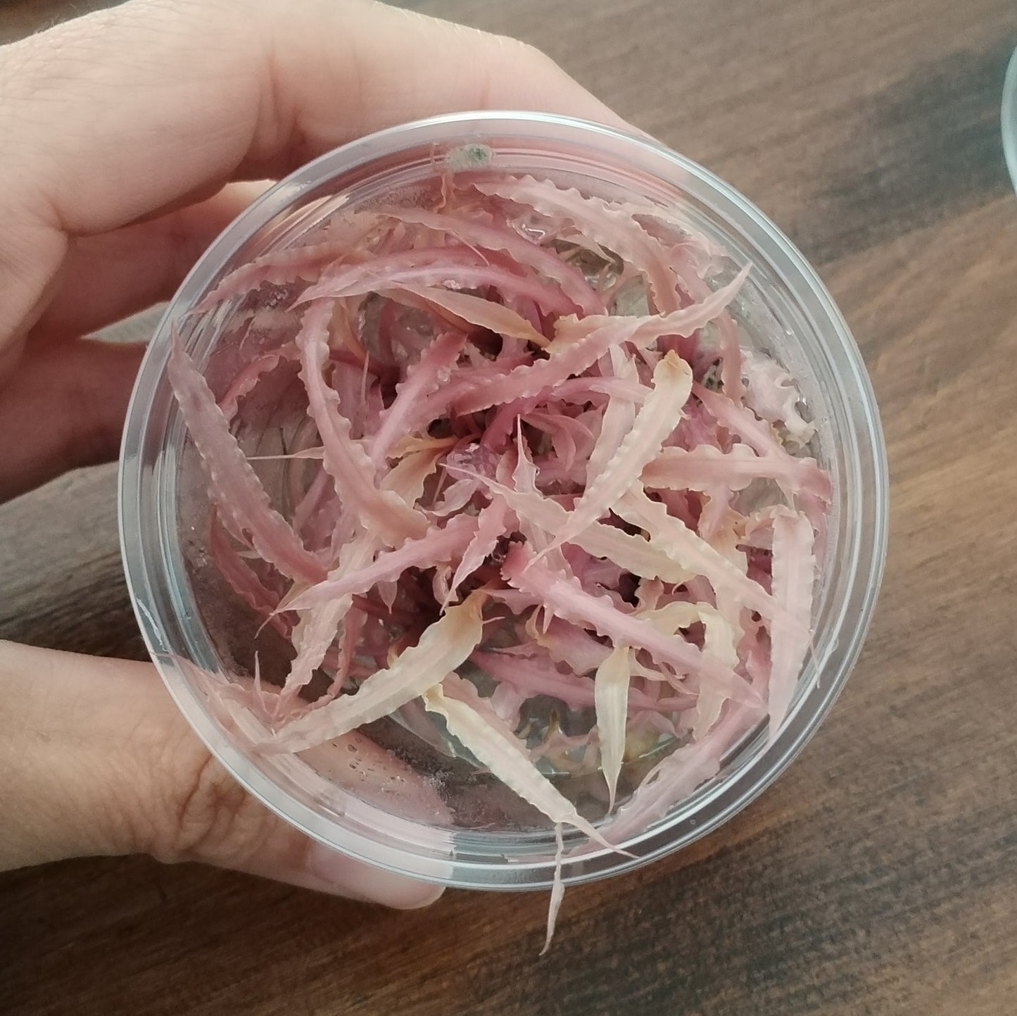 Cryptocoryne Balansae Pink in vitro | planta para acuario