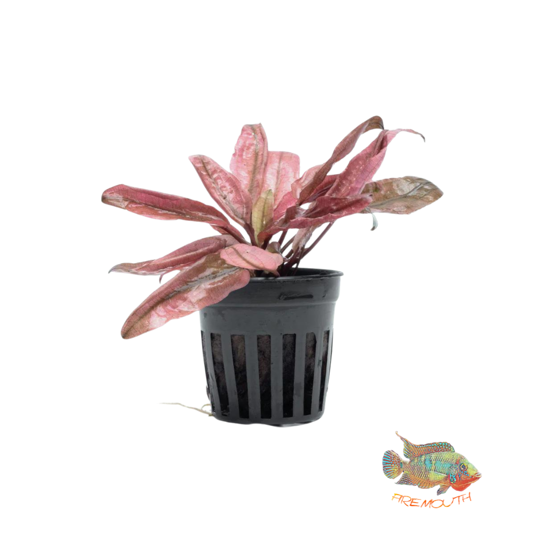 Cryptocoryne flamingo | aquarium plant