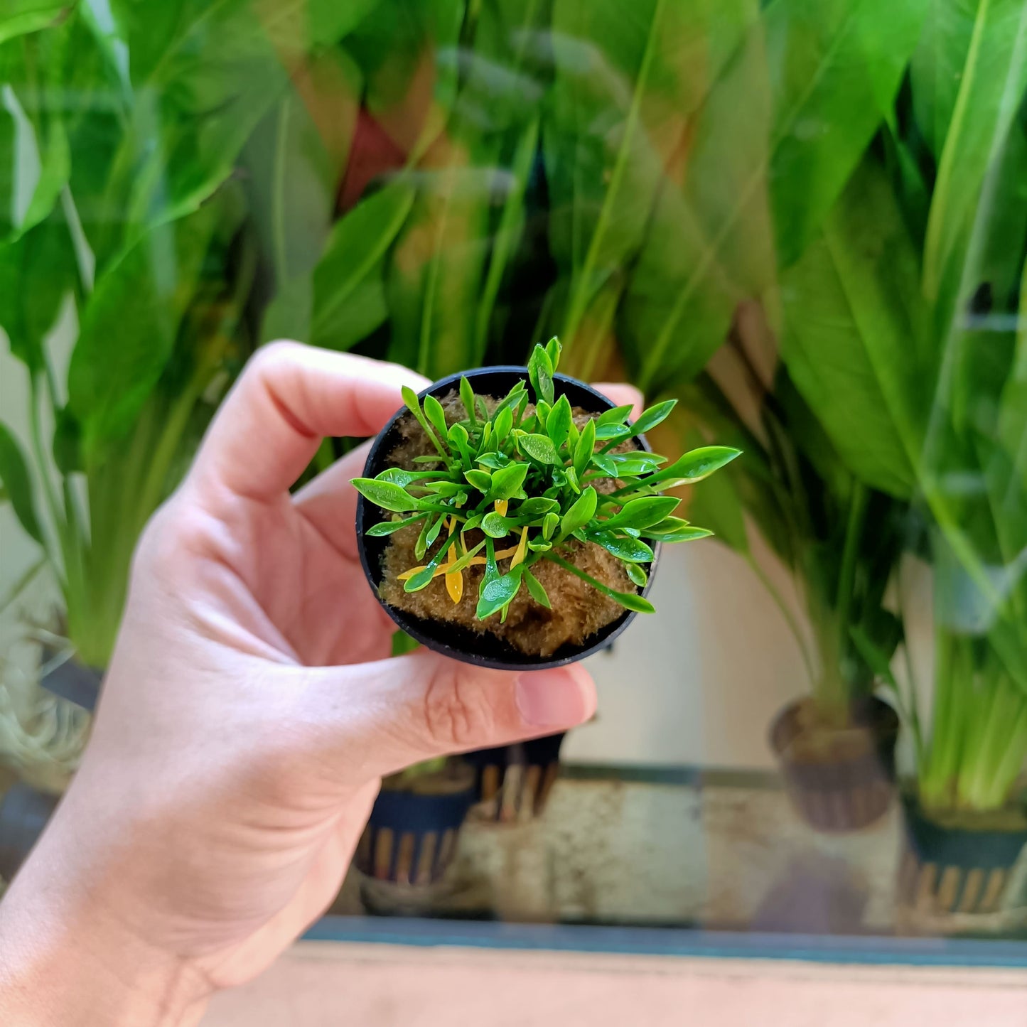 Cryptocoryne parva | planta para acuario