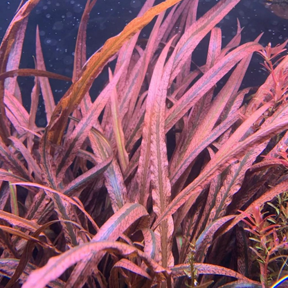 Cryptocoryne "Pink Panther" | planta para acuario