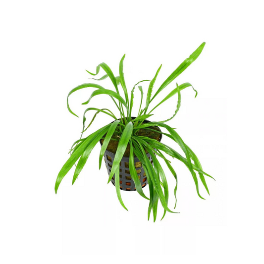 Cryptocoryne "Pink Panther" | planta para acuario