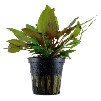 Cryptocoryne wendtii Tropica