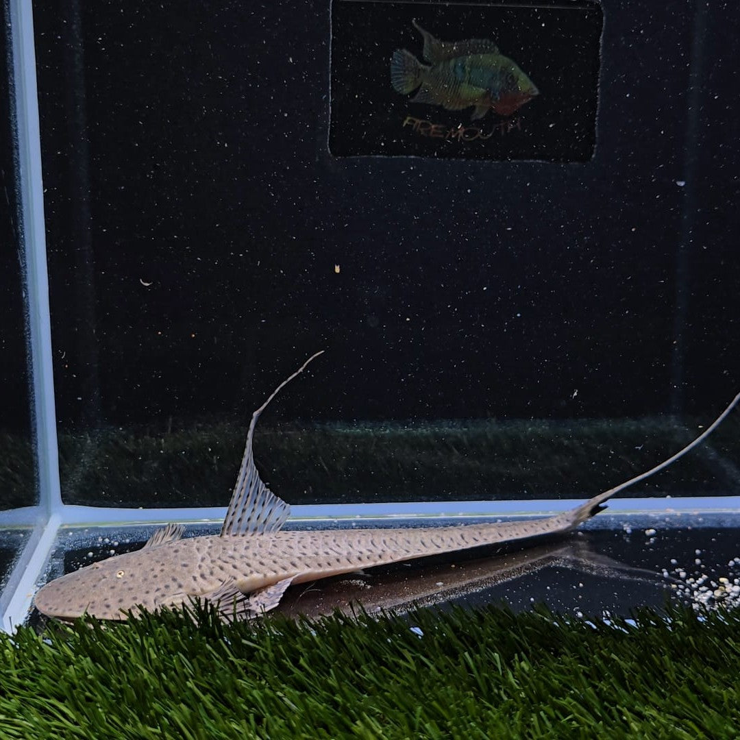 Planiloricaria cryptodon 12-15cm | peces agua dulce