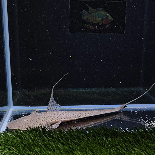 Planiloricaria cryptodon 12-15cm | peces agua dulce