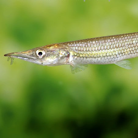 Ctenolucius hujeta 7-9 cm