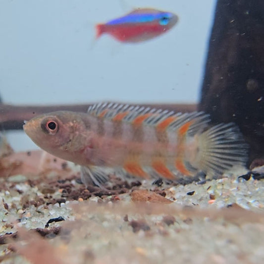 Ctenopoma ansorgei wild 2-4cm