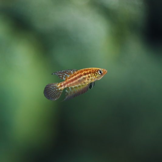 Simpsonichthys constanciae pareja | peces agua dulce