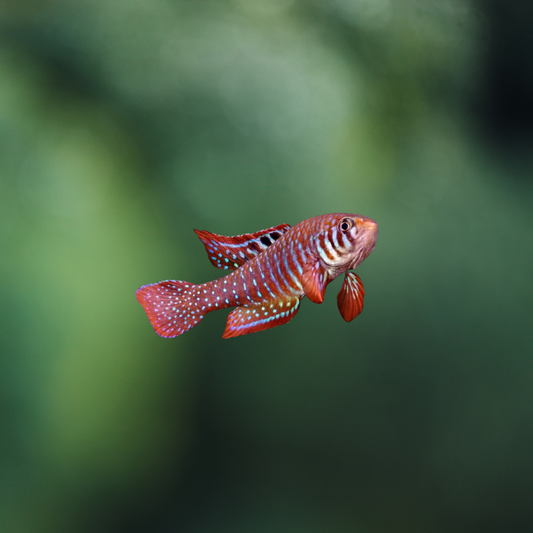 Cynolebias Santanae | peces agua dulce