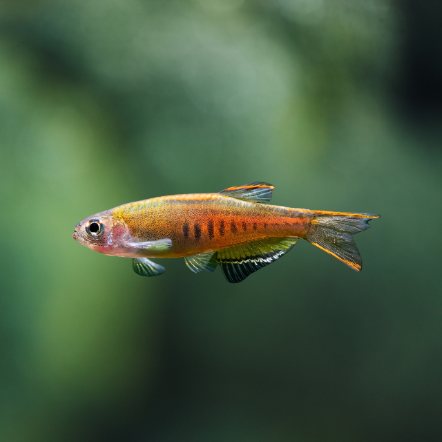 Danio Choprae | peces agua dulce