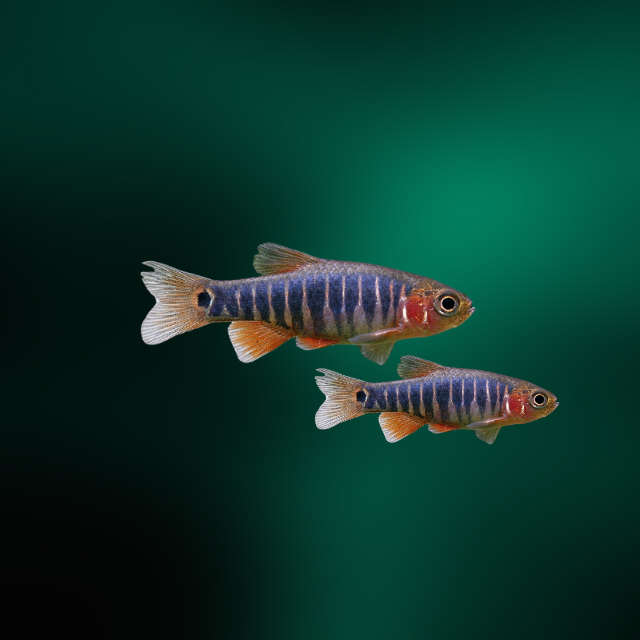 Microrasbora Erytromicron | Danio