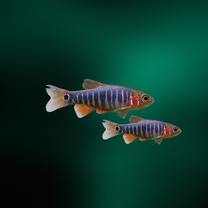 Microrasbora Erythromicron | Danio