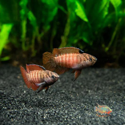 Dario sp.BLACK-TIGER | freshwater fish 