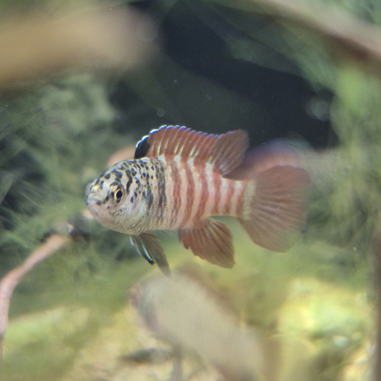 Dario sp.BLACK-TIGER