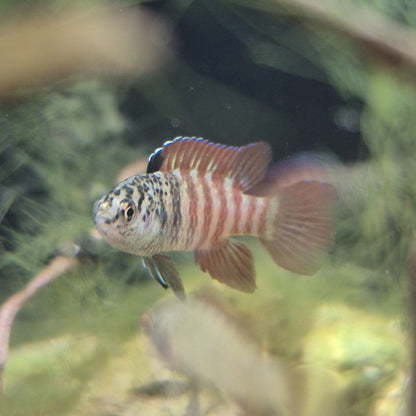 Dario sp.BLACK-TIGER